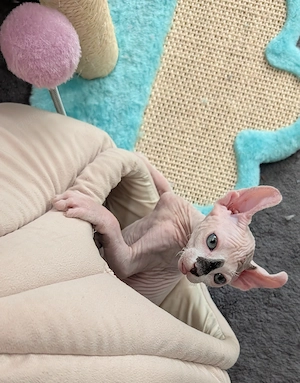 Canadian Sphynx Elf Kitten 