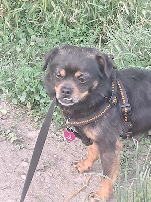 Fritzi, kleiner Hundemann sucht liebevolles Plätzchen 