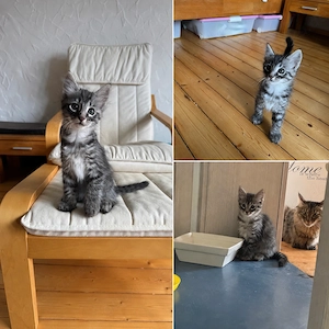 Zuchttauflösung Katzen suchen noch Liebhaber 