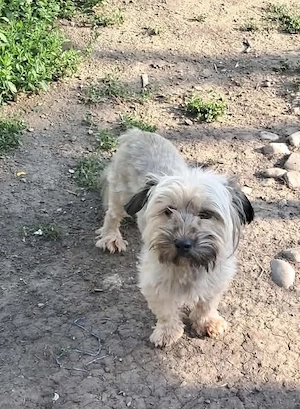 Pompom, kleines Hundefräulein sucht Liebe und Geborgenheit