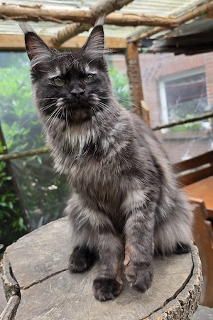Maine Coon Mädchen mit Stammbaum 