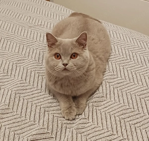 BKH Katze 2 Jahre alt