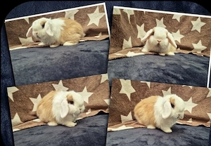 traumhafte Mini Lop 's