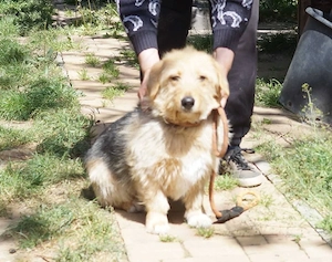 Bobo sucht sein Glück 