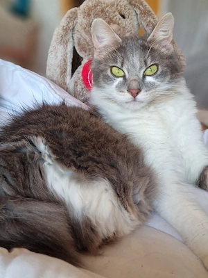 J- Bobtail Katze 5 jahre