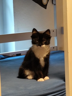 Süße Katzen abzugeben 