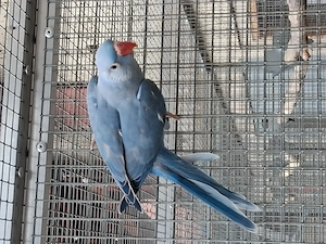Halsbandsittich
