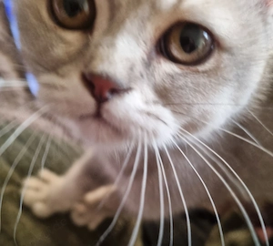 Britisch Kurzhaar Kitten 