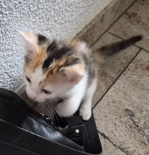    Wunderschöne dreifarbige Katzen-Dame sucht ein liebevolles Zuhause.