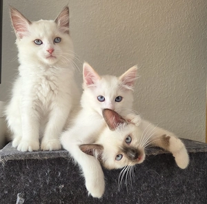 Snowshoe Ragdoll Mix