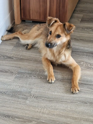 Hund Balu 