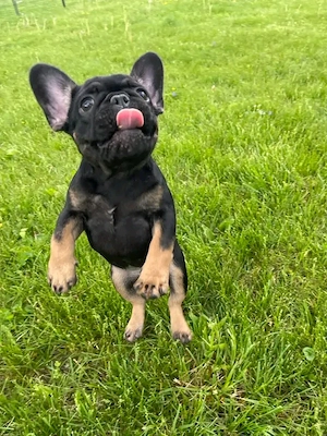 French Bulldog Germany 