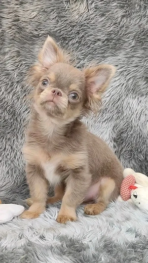  Langhaar- und Kurzhaar-Chihuahua-Welpen zu vermitteln  