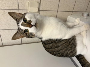 Kater abzugeben