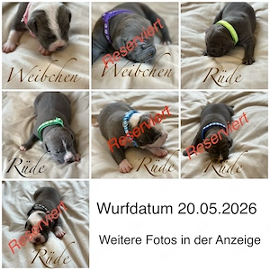 American Staffordshire Terrier   XL Bully Welpen Blue Line