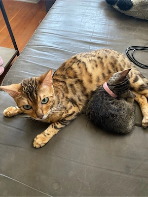 Bengal Mix zu verkaufen