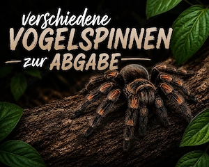 Vogelspinnen zur Abgabe 