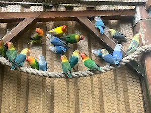 Pfirsichköpfchen Lovebird (Agaporniden) Zwerg Papagei aus Hobbyzucht
