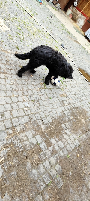 Junger Hütehund ab zu geben