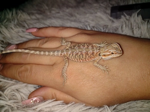 Wunderschöne Farb-Bartagamen High-Color Bartagamen: Citrus-Leatherback Hypo Sandfire Nachzuchten 