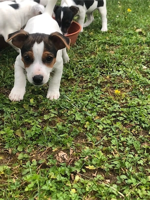 Jack Russel Terrier Welpe Rüde