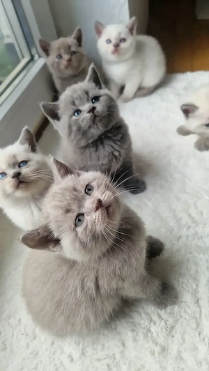 Wunderschöne BKH Kitten suchen ein liebevolles Zuhause