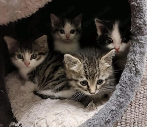 Kitten suchen ein Zuhause ab sofort 