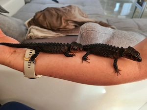 Rotaugen Buschkrokodil (Tribolonotus gracilis) Bild 10
