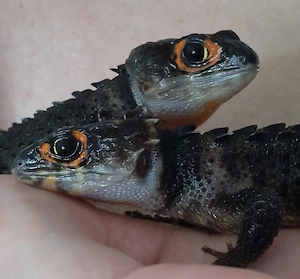 Rotaugen Buschkrokodil (Tribolonotus gracilis) Bild 7
