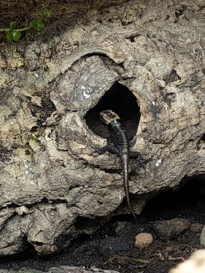 Rotaugen Buschkrokodil (Tribolonotus gracilis) Bild 6