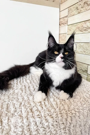 Traumhafter Tuxedo-Kitten (13 Wochen, Männchen)   Super sozial & kinderlieb!