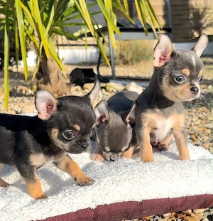 Chihuahua-welpen 