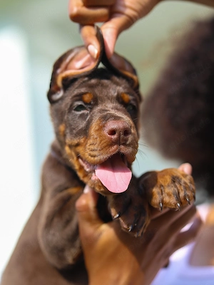 Doberman Puppy Germany 