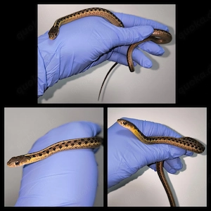 1.1 Thamnophis sirtalis sirtalis het. Shuett Albino 