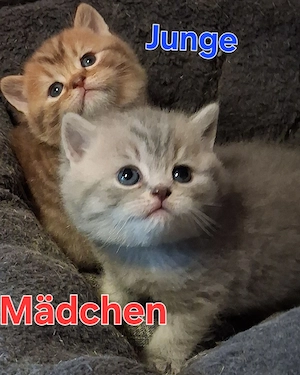 Reinrassige BKH Kitten 
