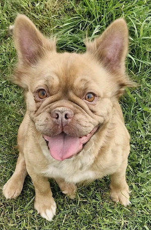 2 Französische Bulldog Hündinnen 