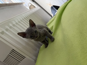 Sphynx Katzen Mädchen Samt