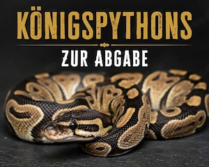 Königspythons zur Abgabe 