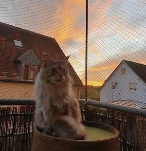 Reinrassiger Maine Coon Kater