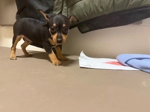     Süße Zwergpinscher Welpen suchen ein liebevolles Zuhause     