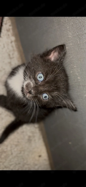 Katze Einen süße Kater-Kitten zu verkaufen