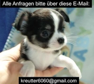 Mini Chihuahua Welpe