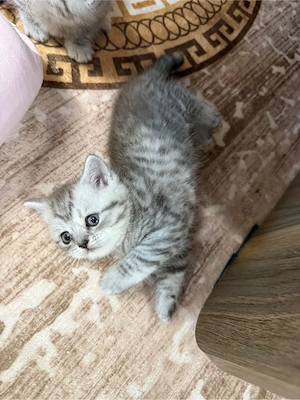 BKH BLH babykatzen kitten