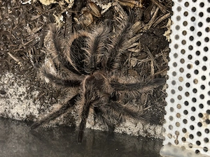 Vogelspinne Kraushaar 