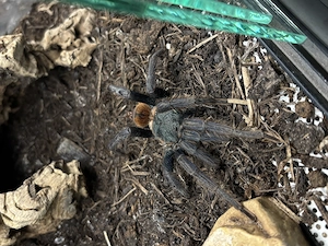 Vogelspinne 