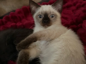 süße Katzenbabys zu verkaufen