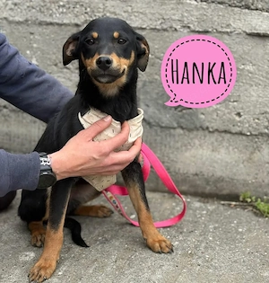 Hanka, elegante und bezaubernde Bracke Mix Hündin