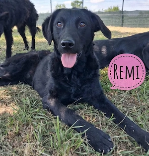 Remi, liebe und wunderhübsche Labrador   Mudi Hündin