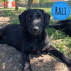 Rali, fröhlicher und verscnuster Mudi Labrador Mischling