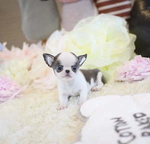 Wunderschöne Chihuahua-Welpen suchen ein liebevolles Zuhause